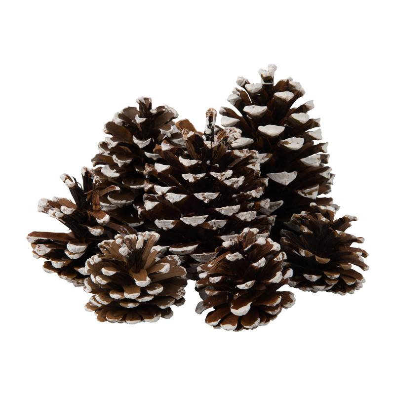 Dennenappels sneeuw - bruin - 400 gram