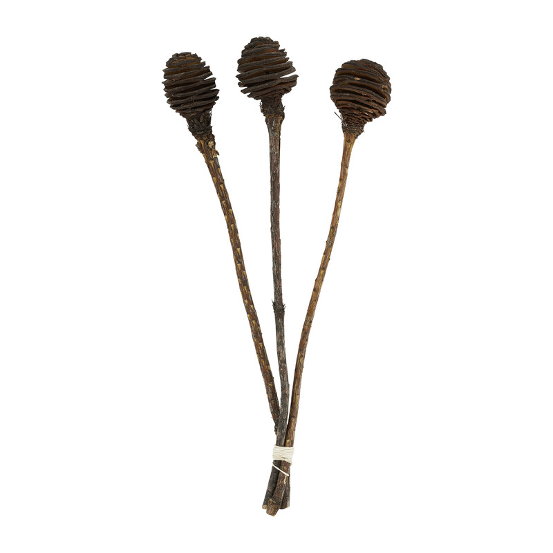 Platyspermum herfstdecoratie - 3 takjes