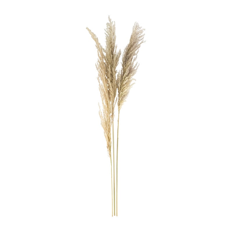 Pampasgras - 3 stengels - 110 cm