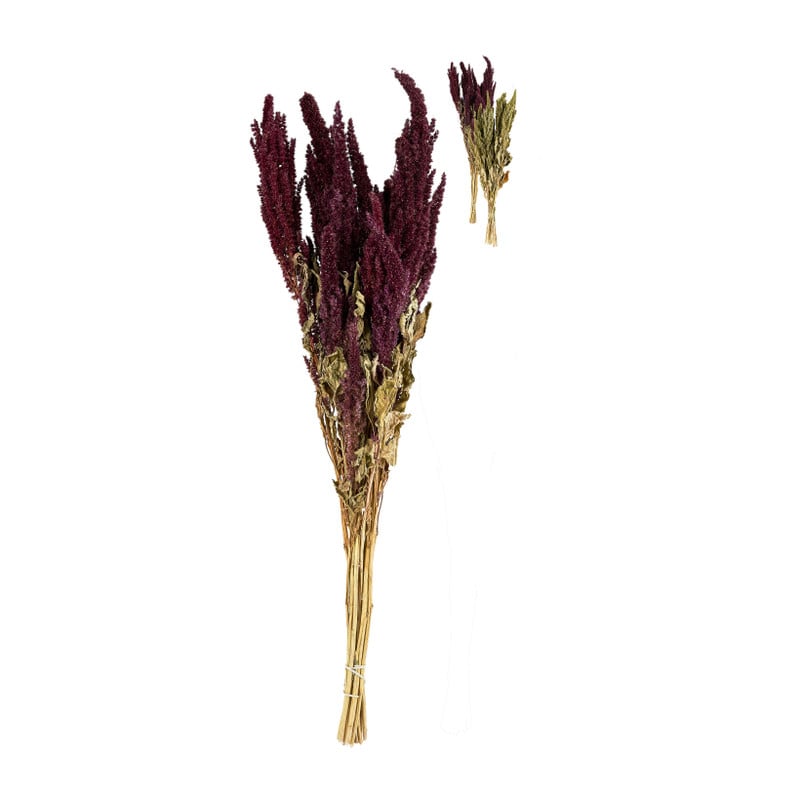 Gedroogde bloem - amaranthus - diverse kleuren