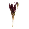 Gedroogde bloem - amaranthus - diverse kleuren