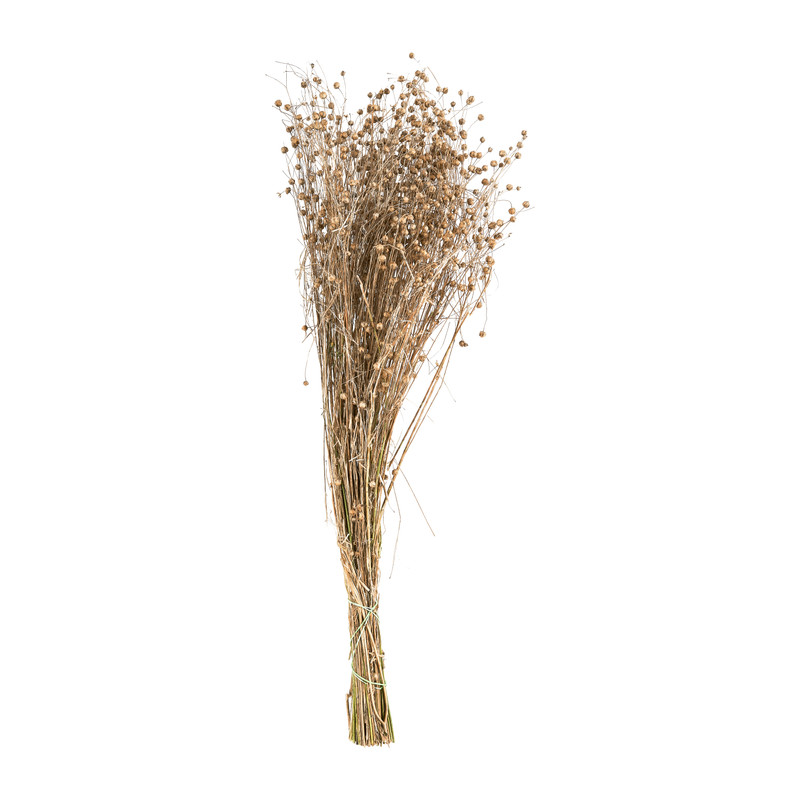 Gedroogde bloem - vlas