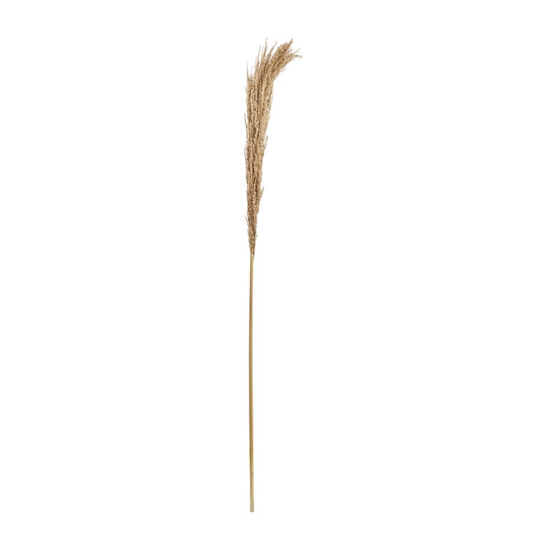 Stengel pampas - 140 cm