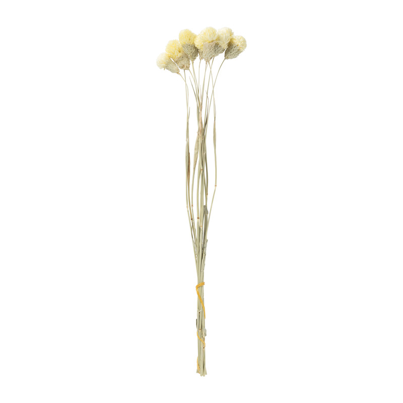 Droogbloemen - diverse varianten - 38 cm