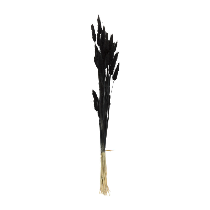 Droogbloem - Lagurus - zwart - 60 cm