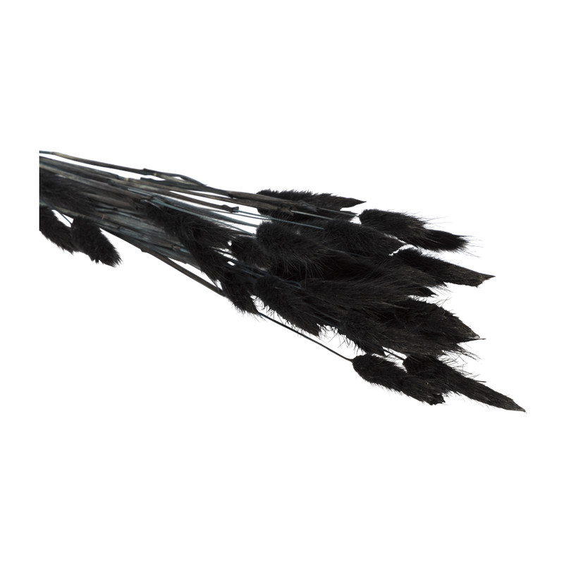 Droogbloem - Lagurus - zwart - 60 cm 