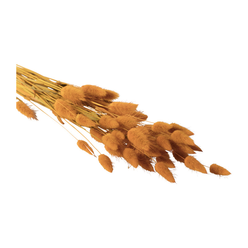 Droogbloem - Lagurus - okergeel - 60 cm 