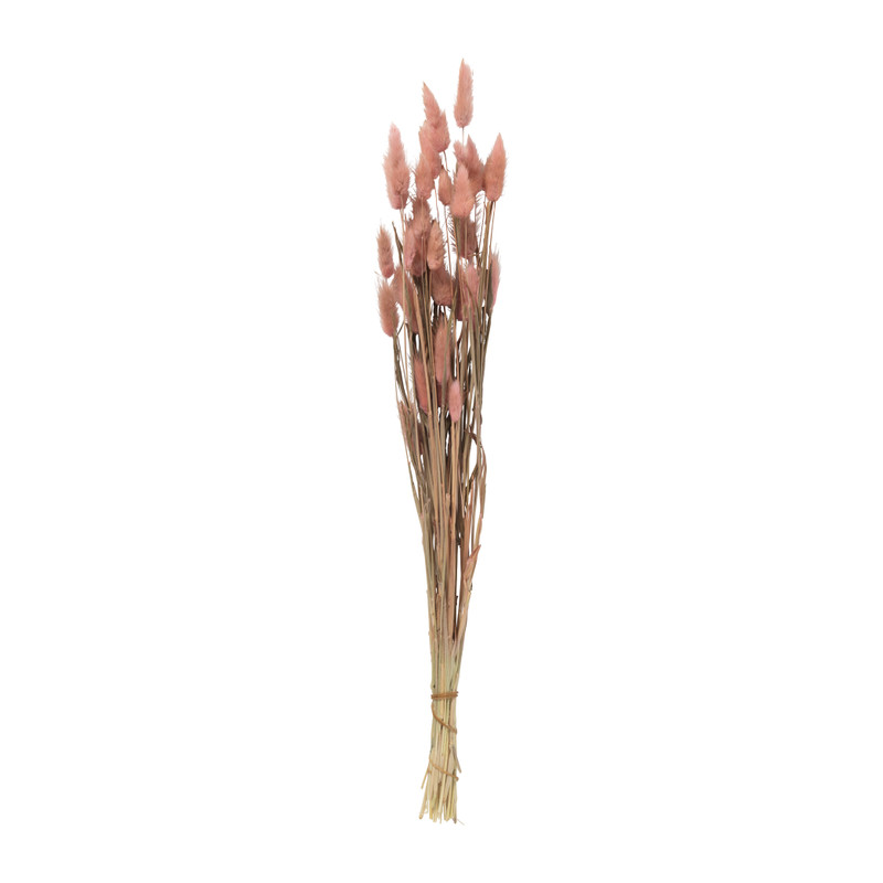 Droogbloem - Lagurus - lichtroze - 60 cm