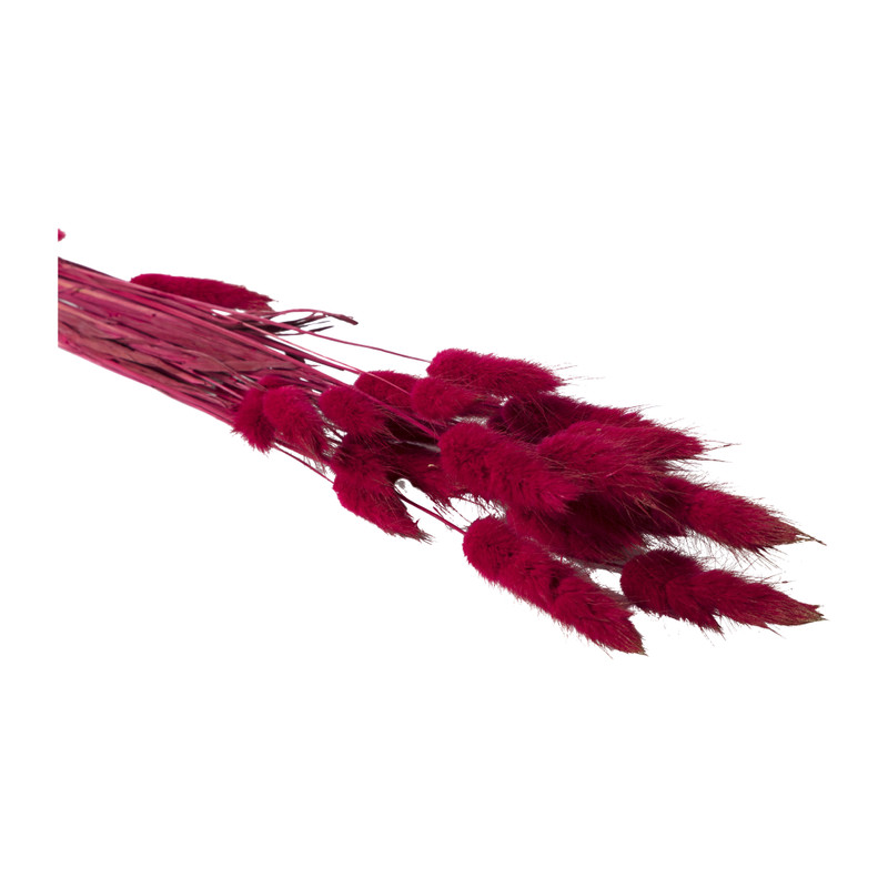 Lagurus - bordeaux - 60 cm 