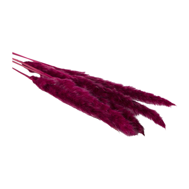 Pluim - bordeaux - 60 cm 