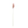 Miscanthus - oud roze - 77 cm