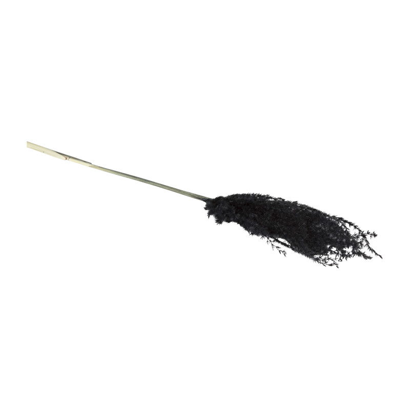 Miscanthus - zwart - 77 cm