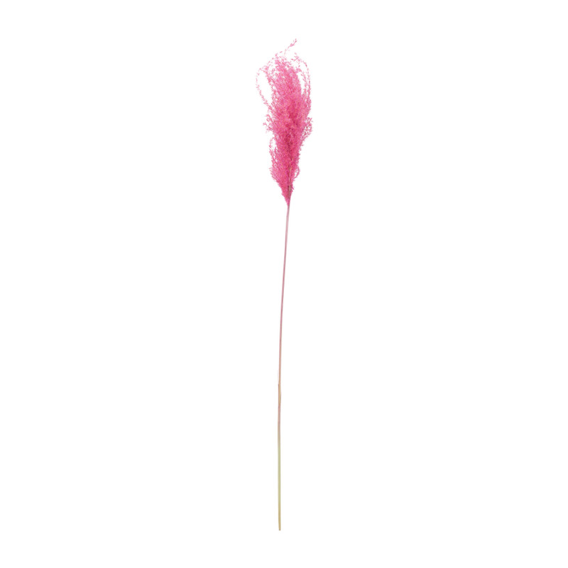 Miscanthus - fuchsia - 77 cm