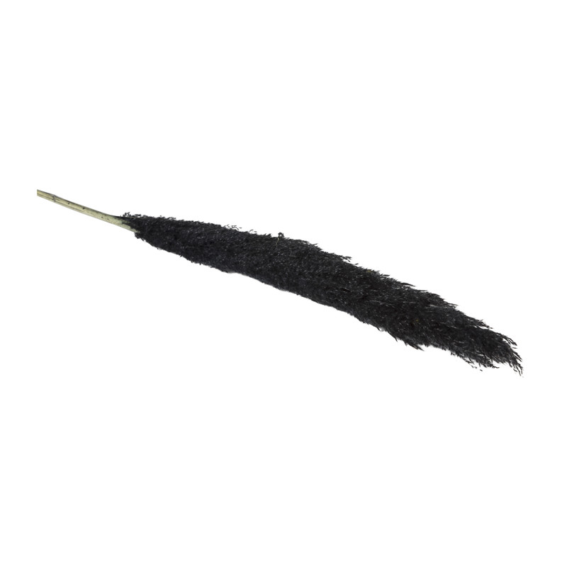 Pampas - zwart - 115 cm
