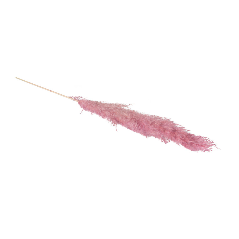 Pampas - oud roze - 115 cm