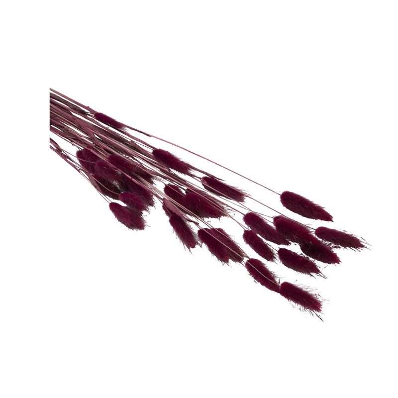 Droogbloem - Lagurus - paars - 70 cm