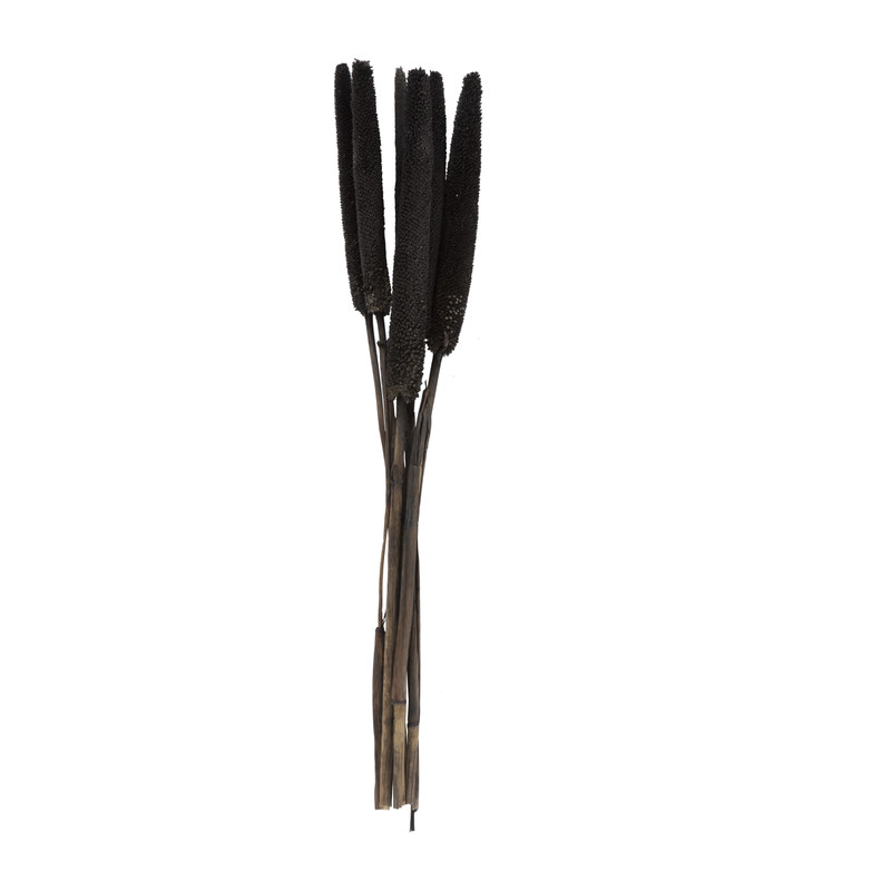 Droogbloem - Babala - zwart - 60 cm