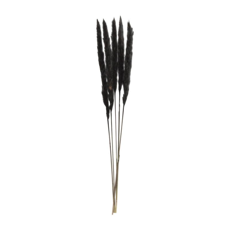 Droogbloem - Pluim small - zwart - 75 cm