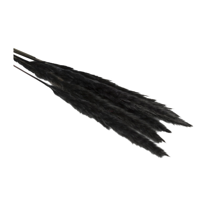 Droogbloem - Pluim small - zwart - 75 cm