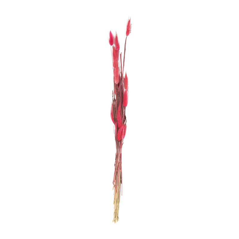 Droogbloem lagurus - fuchsia - 60 cm