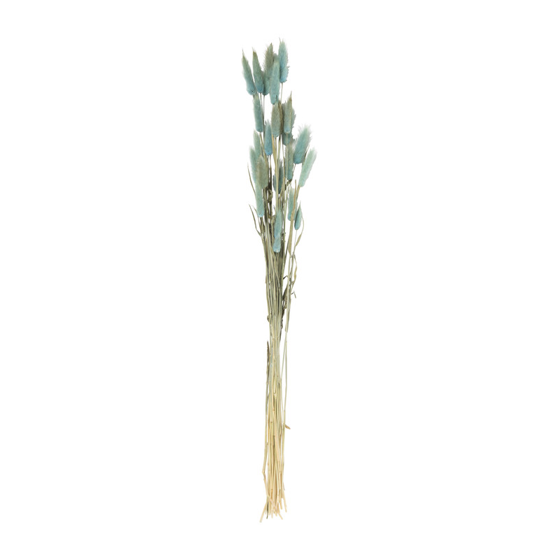 Droogbloem lagurus - turquoise - 60 cm