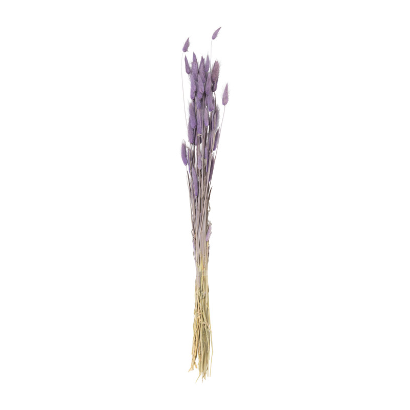 Droogbloem lagurus - lila - 60 cm