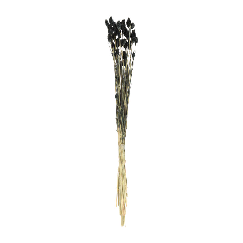 Droogbloem phalaris - zwart - 60 cm