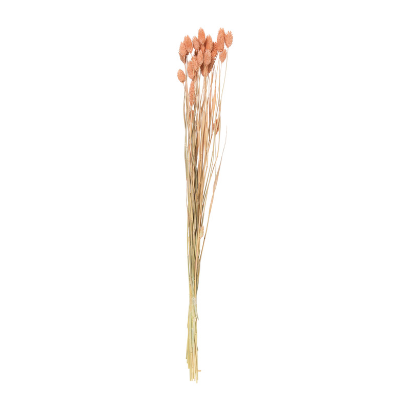 Droogbloem phalaris - oudroze - 60 cm