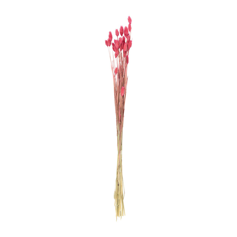 Droogbloem phalaris - fuchsia - 60 cm
