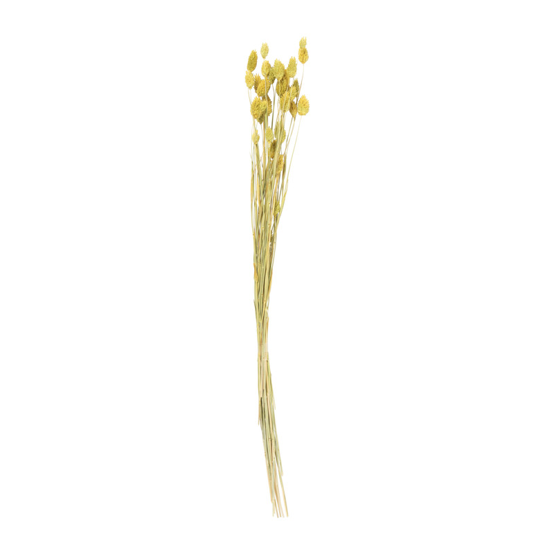 Droogbloem phalaris - okergeel - 60 cm