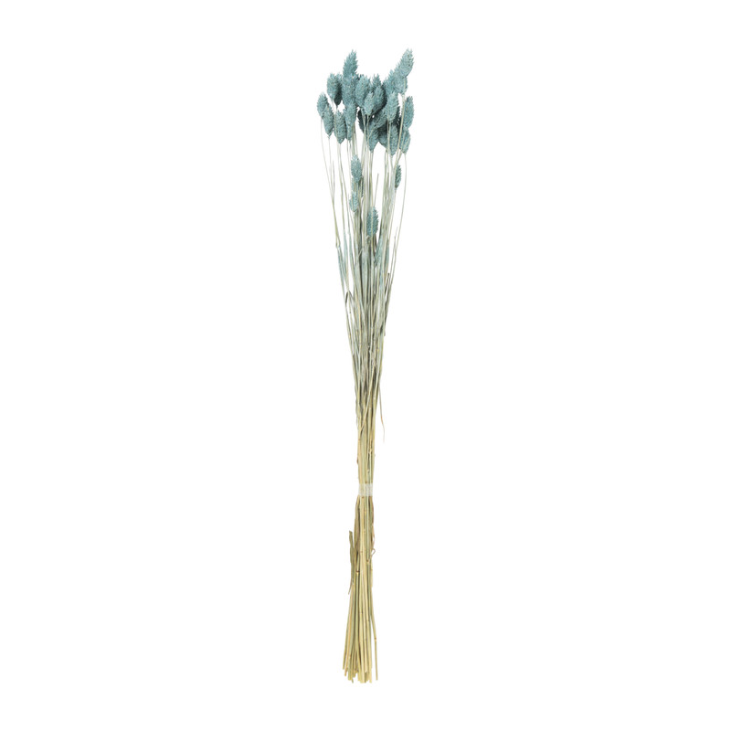 Droogbloem phalaris - turquoise - 60 cm