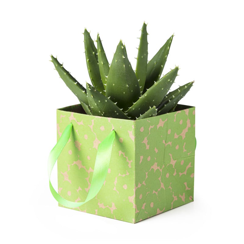 Vetplant in decotasje - diverse varianten