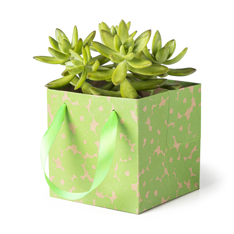 Vetplant in decotasje - diverse varianten