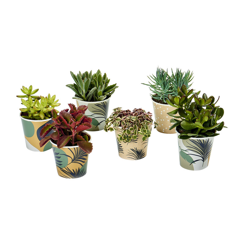 Kamerplant succulent - diverse varianten