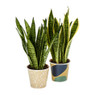 Kamerplant sanseveria 