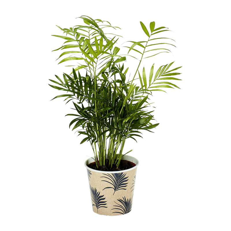Kamerplant palm - diverse varianten