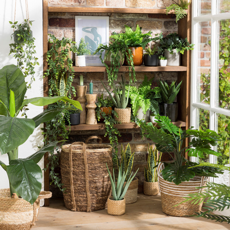 Kamerplant palm - diverse varianten