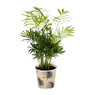Kamerplant palm - diverse varianten