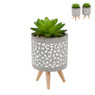 Plantje in potje van cement  - diverse varianten