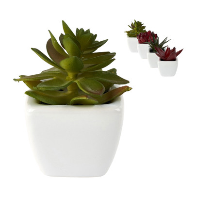 Vetplantjes - klein in pot - diverse varianten