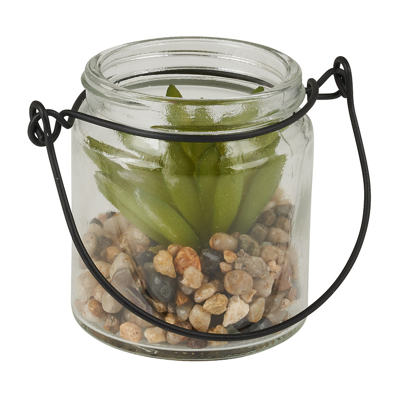 Vetplantje in glaasje - diverse soorten - ø6,3x6,6