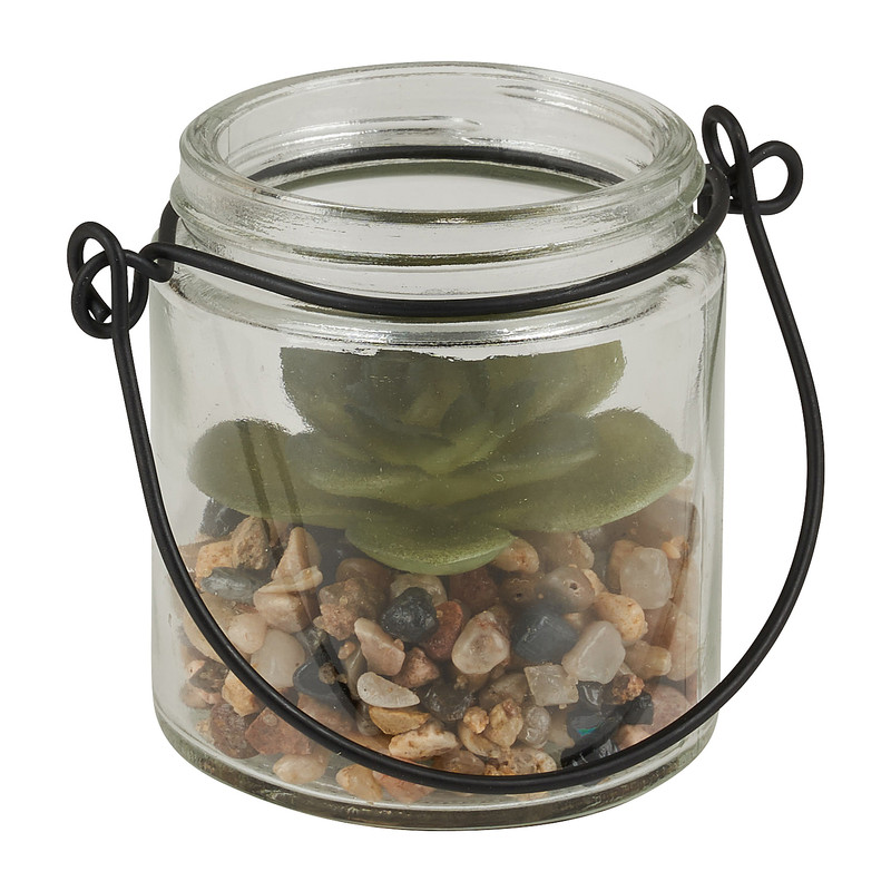 Vetplantje in glaasje - diverse soorten - ø6,3x6,6