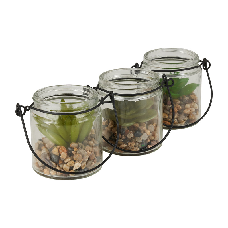 Vetplantje in glaasje - diverse soorten - ø6,3x6,6