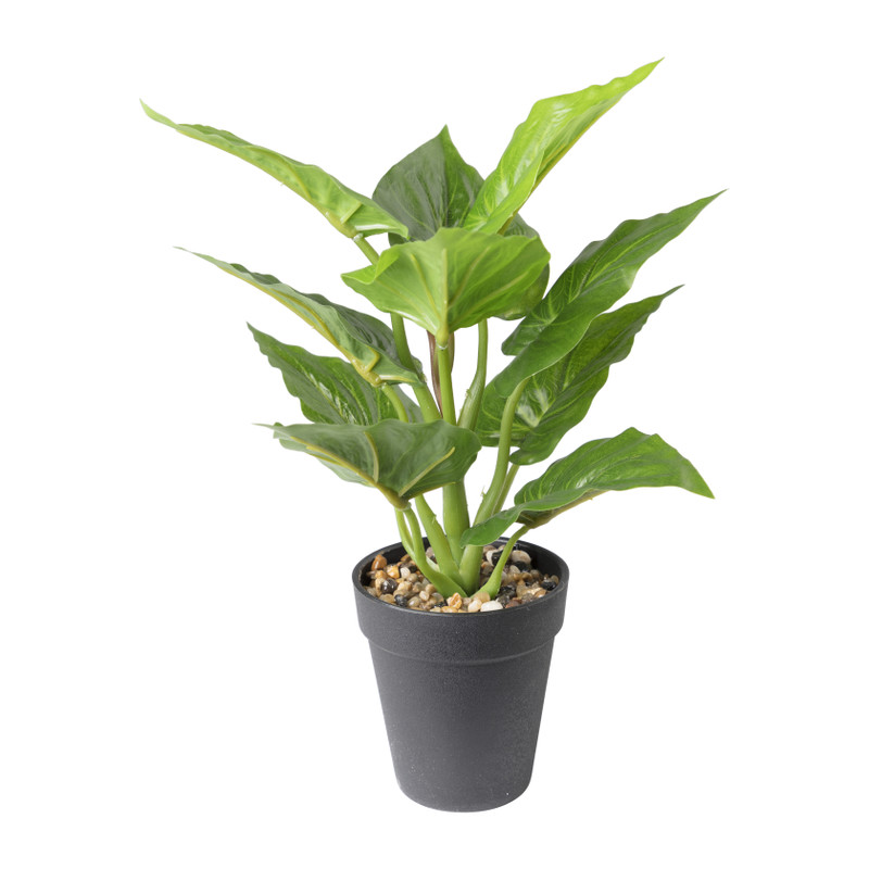 Calathea plantje - 16x16x30 cm