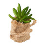 Vetplant met jute rand - diverse varianten
