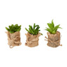 Vetplant met jute rand - diverse varianten