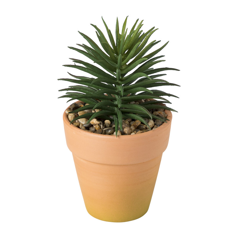 Vetplantje in pot - diverse varianten 