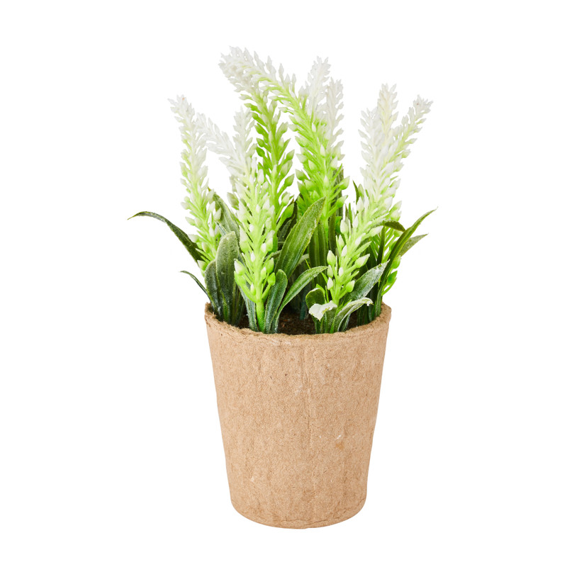 Lavendel plantje - wit -  ⌀6x20 cm