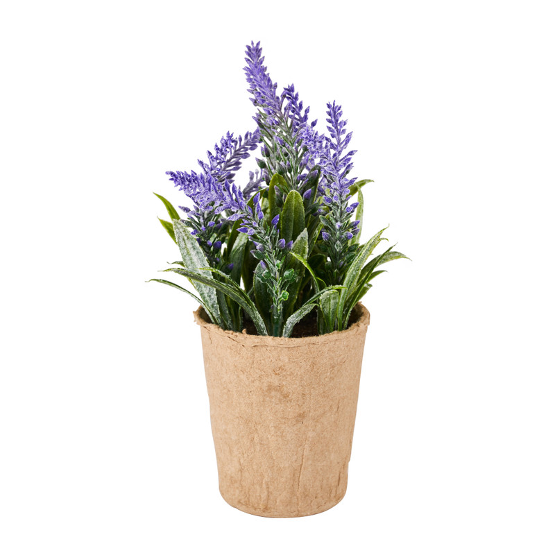Lavendel plantje -  paars - ⌀6x20 cm