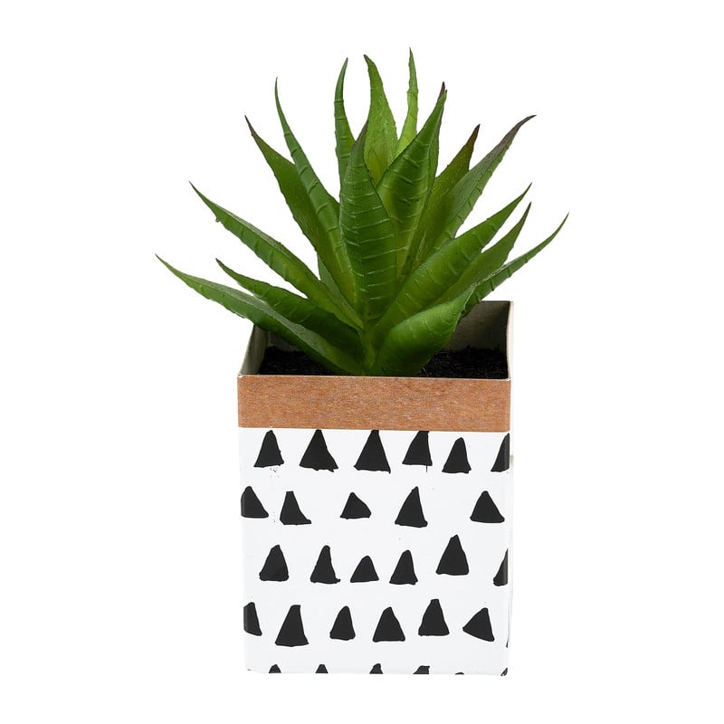 Vetplantje potje papier - diverse soorten - 10 cm